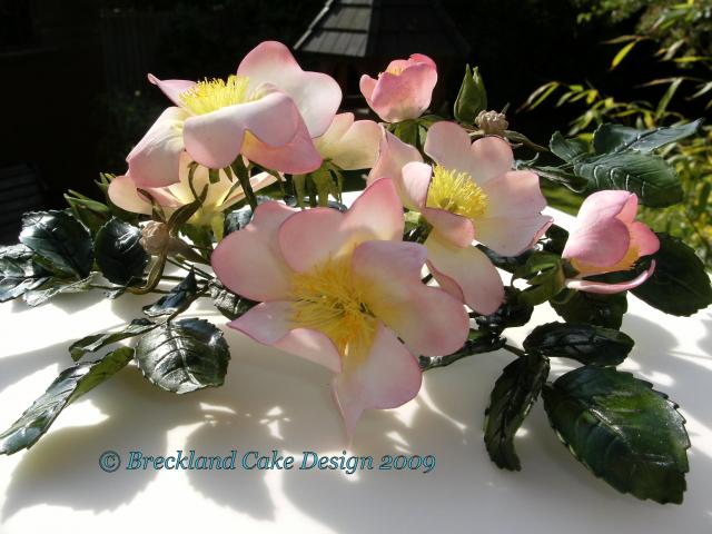 DSCF0258.JPG