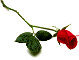 rose5.gif